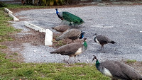 Peacocks in Fort Pierce, FL